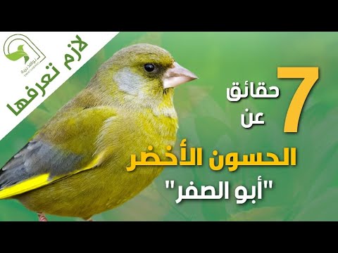 حسون أخضر حسون خضاري أبو الصفر European Greenfinch