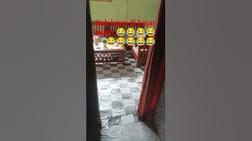 Thumbnail of hahaha kaya beneran di kejar ayam🤣🤣🤣