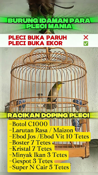 cara membuat doping burung pleci #burung #mangkicauoffecial #birds #burungkicaudialamliar #kicaumani