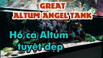 #69 Altum Angel Fish Great Tank/Hồ cá Altum tuyệt đẹp #Netdepthuysinh