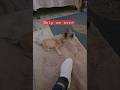 Itz jz Socks kitty 😺 #cat #funnycats #shortsfeed #shorts #trending