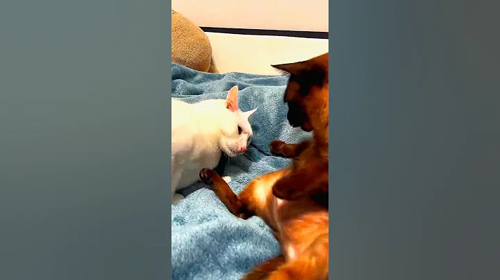 Watch the video about Funny videos funny videos of cats //Cat fight funny moments 🤣#shorts