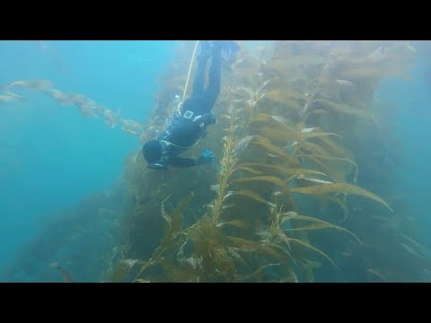 Mexico protects underwater forest threatened by El Niño | AFP