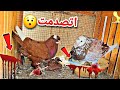 الحمام صدمني بتابع الحمام لقيت المصيبه دي الحمام صدمني بتابع الحمام لقيت المصيبه دي