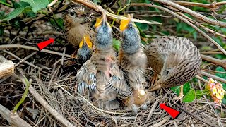 Common babbler bird babies are able to fly @AnimalsandBirds107