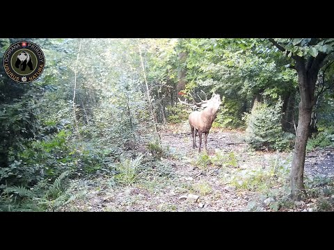 Video: Ako Sa Robí Jeleň Z Guľatiny