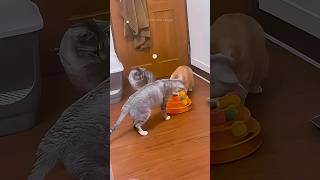 Funny Cats 😂 Episode 158 #Shorts