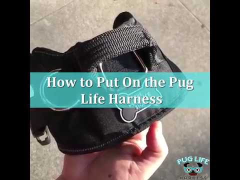 pug life store harness