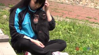 아기 침팬지 ( Baby Chimp )