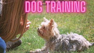 Dog Training by Arthur and the Animal Kingdom 46 views 2 months ago 7 minutes, 1 second