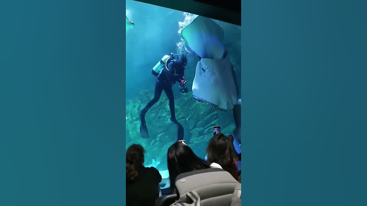 How to feed stingray:It goes to the wrong hole😂#stingray #stingrayfish #shorts #aquarium
