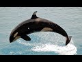 Young Killer Whale Rescue!