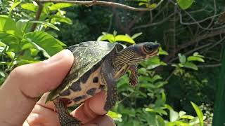 # pangshura tecta care/ how to care indian roof turtle* (detailed information video)