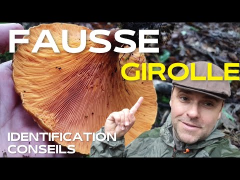 Vidéo: Comment distinguer un faux champignon d'un vrai ?