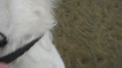 how to spot your diagonals the riders view