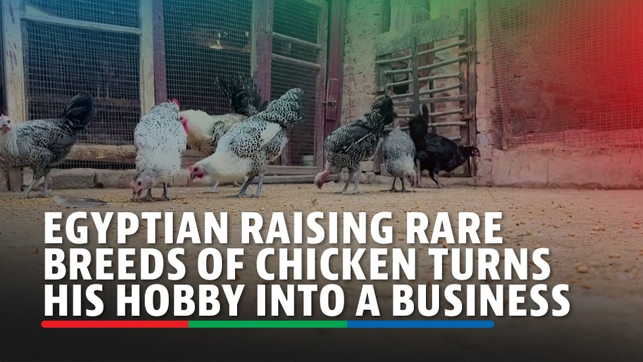 Egyptian raising rare breeds of chicken turns his hobby into a business ...