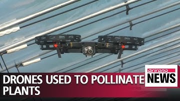 Scientists use drones to artificially pollinate strawberries