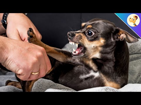 Video: Vad betyder det när en hund är rädd Aggressiv?