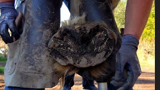 Massive Draft Hoof  In Need of a Trim  Hoof Transformation  So Satisfying  (Sorry no sound)