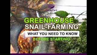 SNAIL FARMING IN GREENHOUSE - All you need to know! #snailfarming #snailfarmingforbeginners