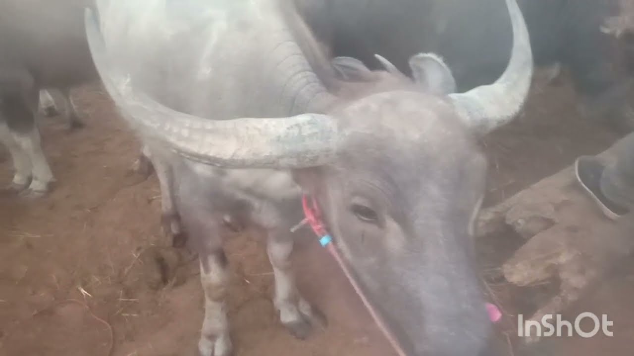 EP 418 ตลาดควายเชียงหวางยโสธร(13 ม.ค.2569)