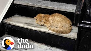 Matted Cat Shows Up On Couple's Doorstep | The Dodo