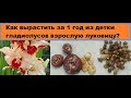 Как за один год я выращиваю из детки гладиолусов взрослую луковицу?