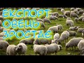 Як розвивати бізнес з утримання овець розповідає Ольга КОЗАК