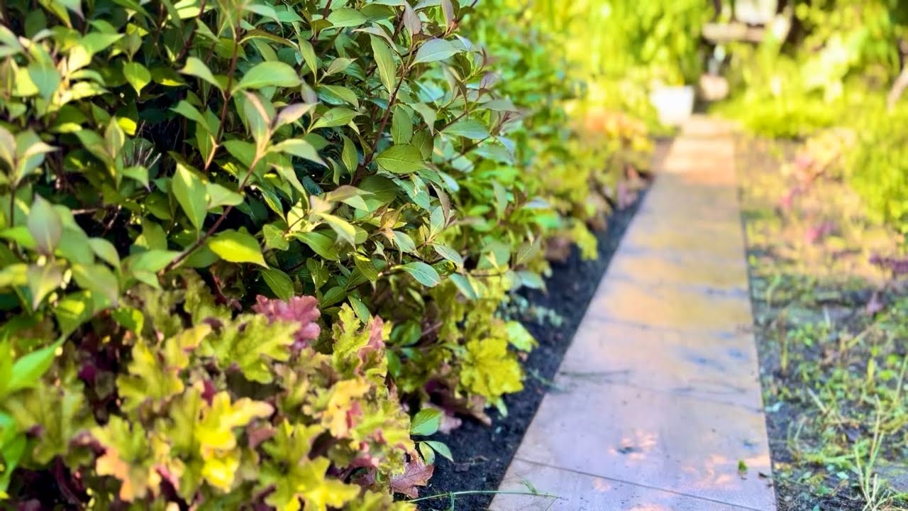 ПРЕВРАЩАЮ ПРИРОДНЫЙ САД В ДЕКОРАТИВНЫЙ! ОДНО РАСТЕНИЕ ПРОПАЛО! ЗАГАДКА 🤔 