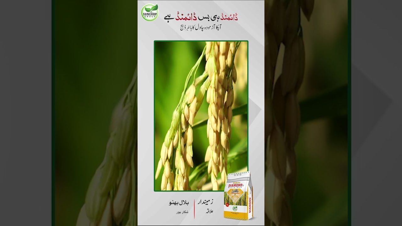 Bilal Bhutto a progressive Rice crop farmer, sharing his views about Diamond Rice Seed | Suncrop