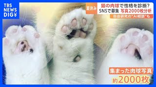 猫の肉球で性格診断？写真分析2000枚！SNSやAIを駆使した驚きの