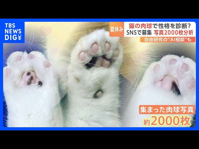 ネコの肉球 Amazon.co.jp: Edges42 スクイーズ 肉球 肉球スクイーズ 猫 おもちゃ