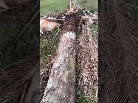 Video: Apakah rupa pokok pain lembu?