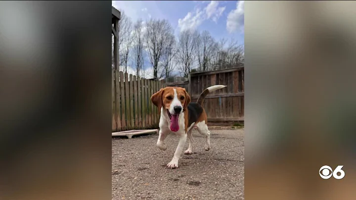 Feds sue operator of Virginia dog breeding facility, seize beagles