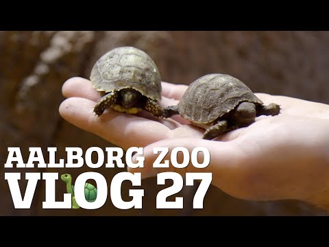 Video: Forskellen Mellem Havskildpadder Og Landskildpadder