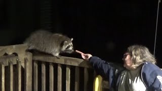 Three Raccoons Showed With Angie,  None The Night Before