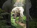 White Elephants 🐘🐘| Safed Hathi Kismat Ka Sathi #kdmmusicmix #shorts #elephant #hathi #music