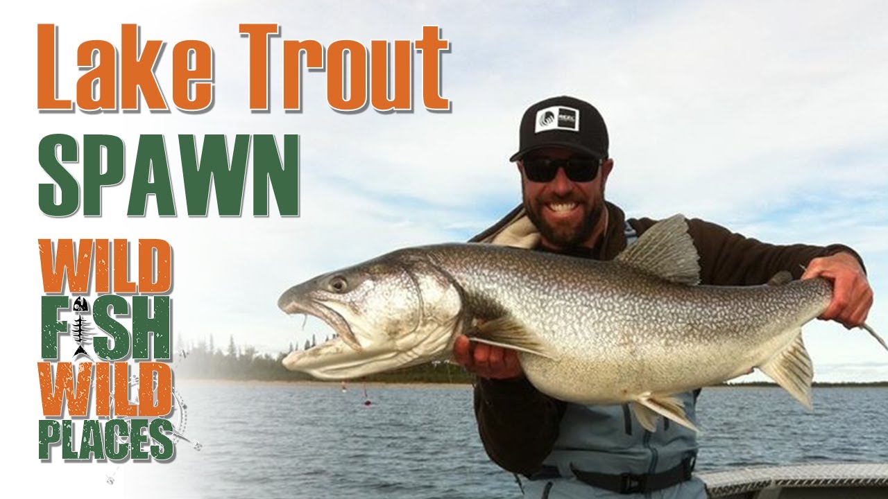 Lake Trout SPAWN Athabasca (part 7 ) YouTube