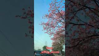 #dailyindia #beautifulstreets #india #indianstreet #mumbairoads#streetphotography #streetvideo