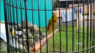 kenari isian Lovebird & ciblek gunung