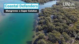 Mangroves: a Super Solution