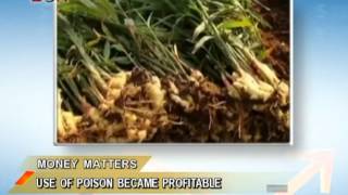 Use of poison became profitable on ginger cultivation - China Price Watch - May 20,2013