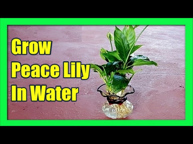 show me a pineapple plant Pineapple Plant for Sale | Tropical Plants