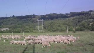 Ganadería OVINO Castro Caldelas