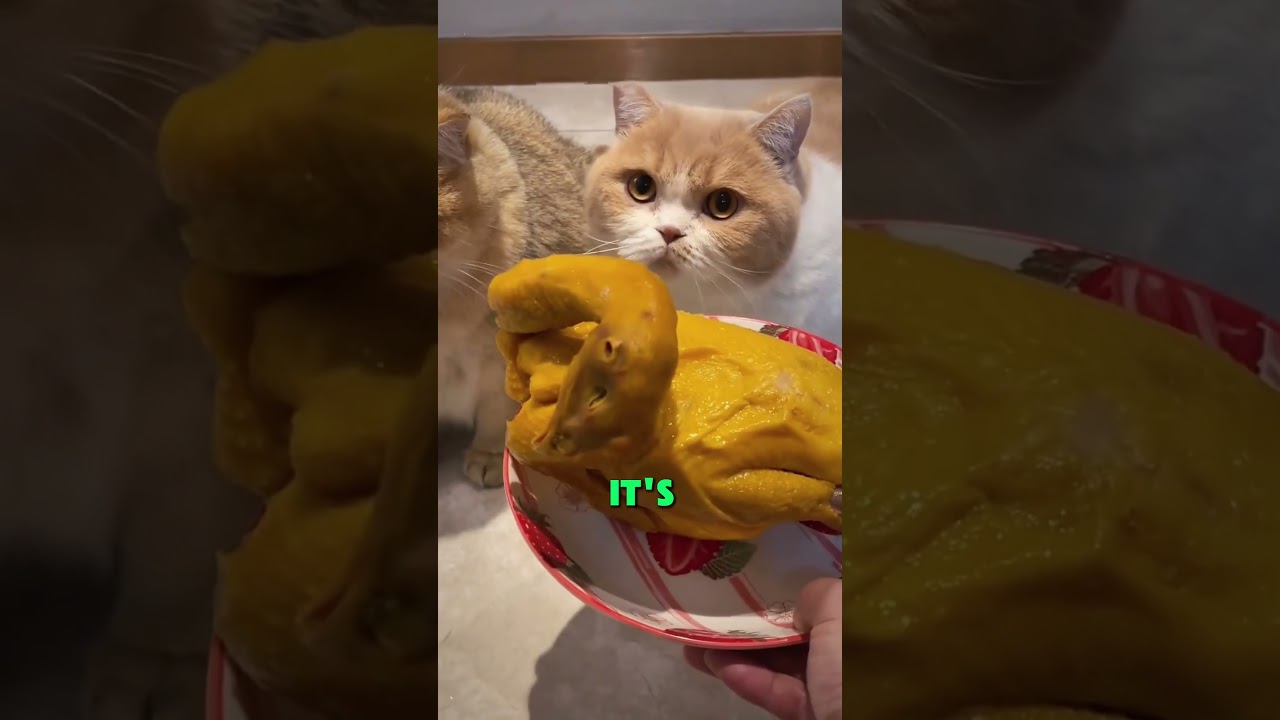 Prank my cat😂#pov #shorts #usa #relatable