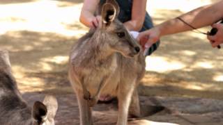 WILD LIFE Sydney Zoo School Holidays