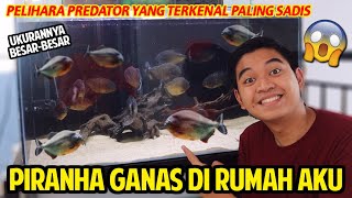 KEDATANGAN KUMPULAN PIRANHA GANAS DI RUMAH AKU! BERANI-BERANINYA PELIHARA PREDATOR PALING SADIS!