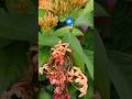 flowers #The Natural Flowers #flowers #garden #best #fresh #fresh flowers #shorts #trending .