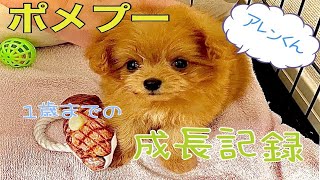 【子犬の誕生日】ポメラニアン ✖ トイプードル 子犬から成犬になるまでの成長記録