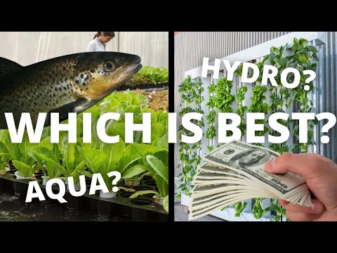 Video: Verschil Tussen Hydrocultuur En Aquaponics